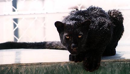 Blackpanther - 76.jpg